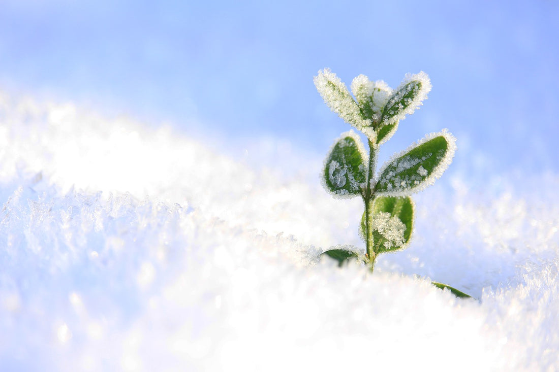 Shutting down your garden for winter